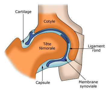 Schéma anatomique de la hanche